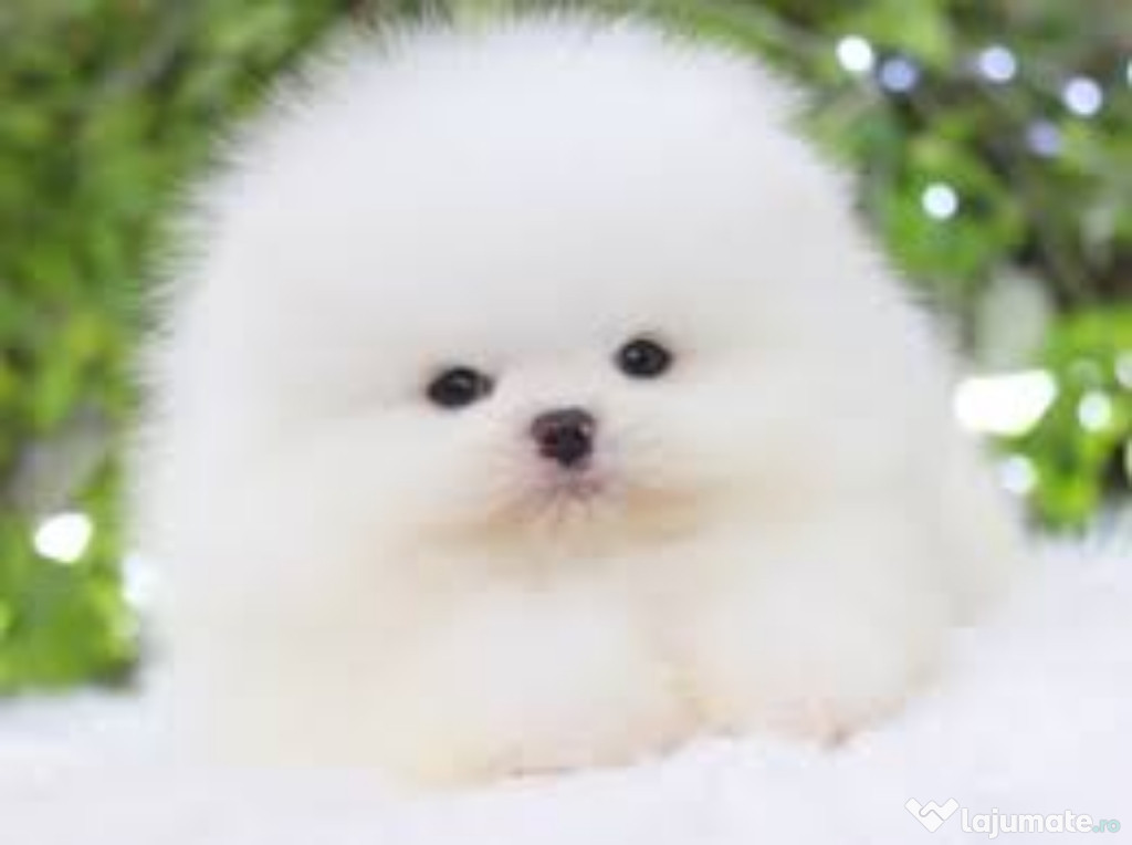 Pomeranian mini teacup