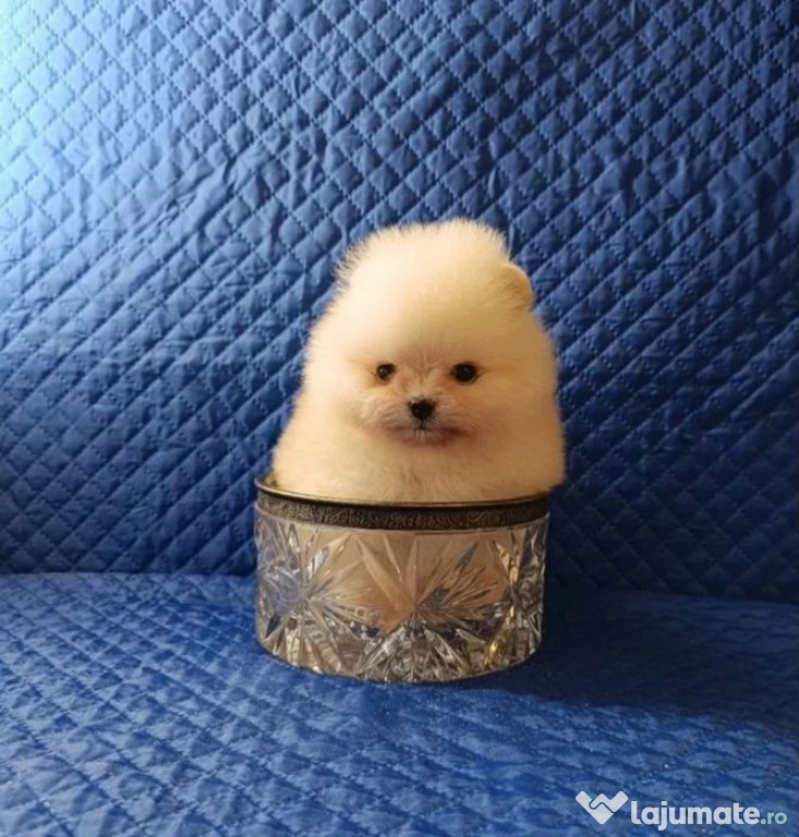 Pomeranian mini boo