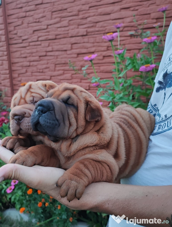 Catei Shar Pei