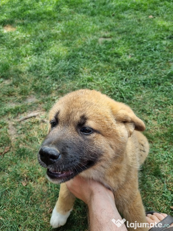 Akita American akita inu - fata disponibila 2 luni jumate