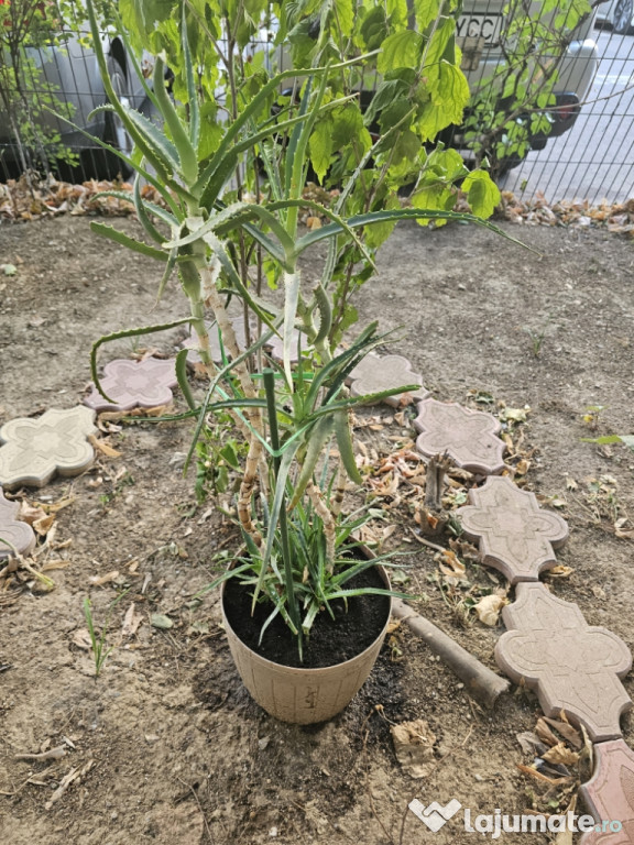 Aloe Vera planta