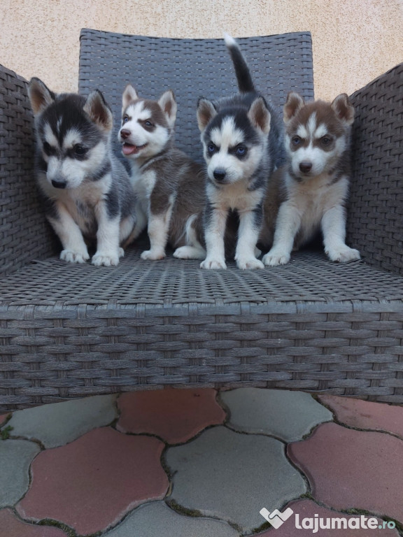 Caței husky siberian