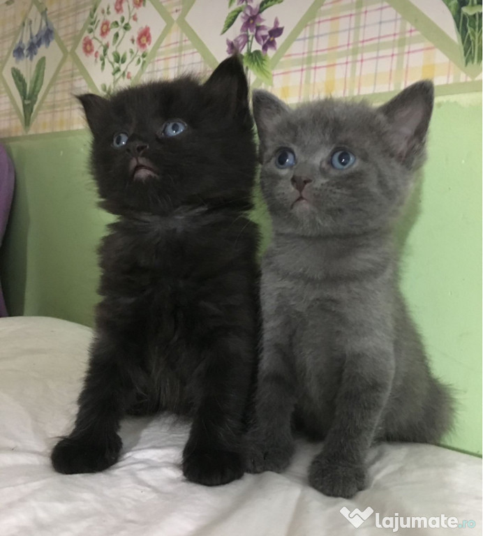 British shorthair blue/black