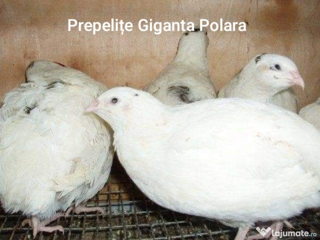 Prepelițe mature