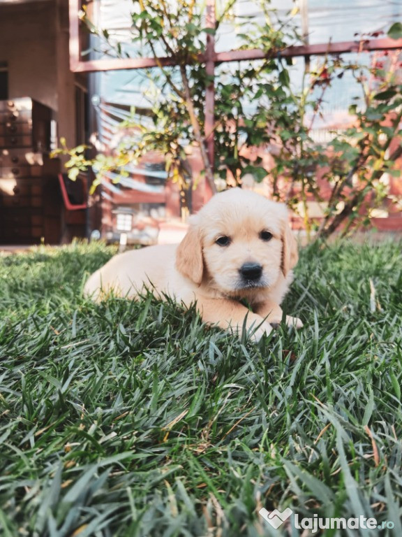 Pui Golden Retriever