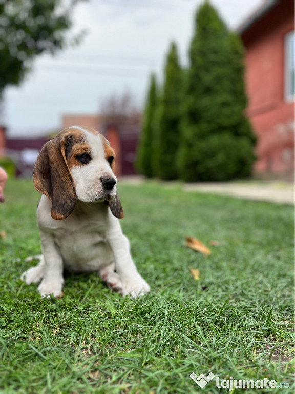 Catei beagle tricolori