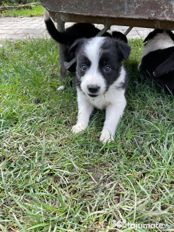 Border collie catei