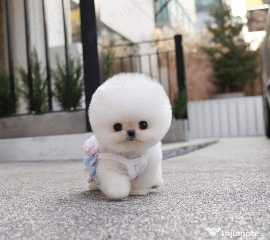 Pomeranian cu capul rotund și botic mic mini boo