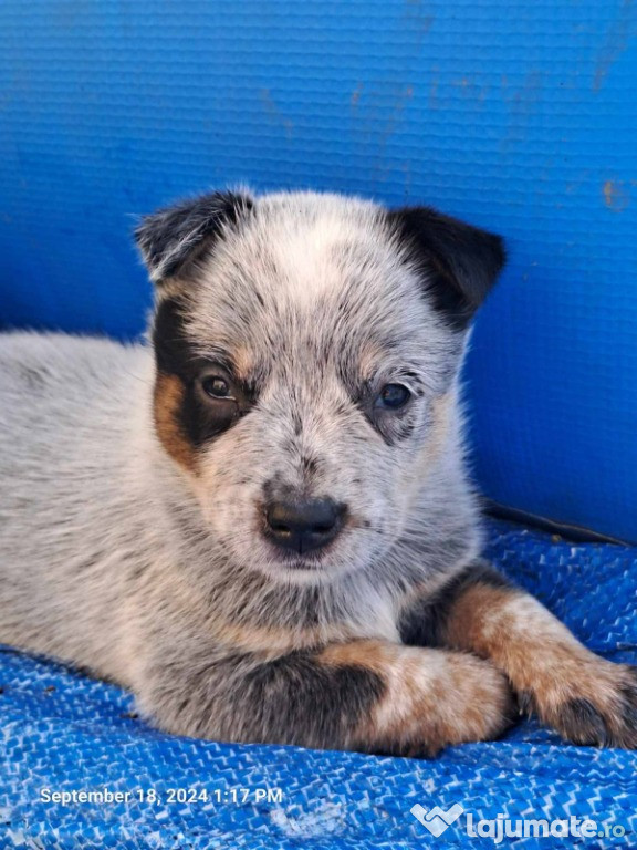 Câine de vite australian cățeluși