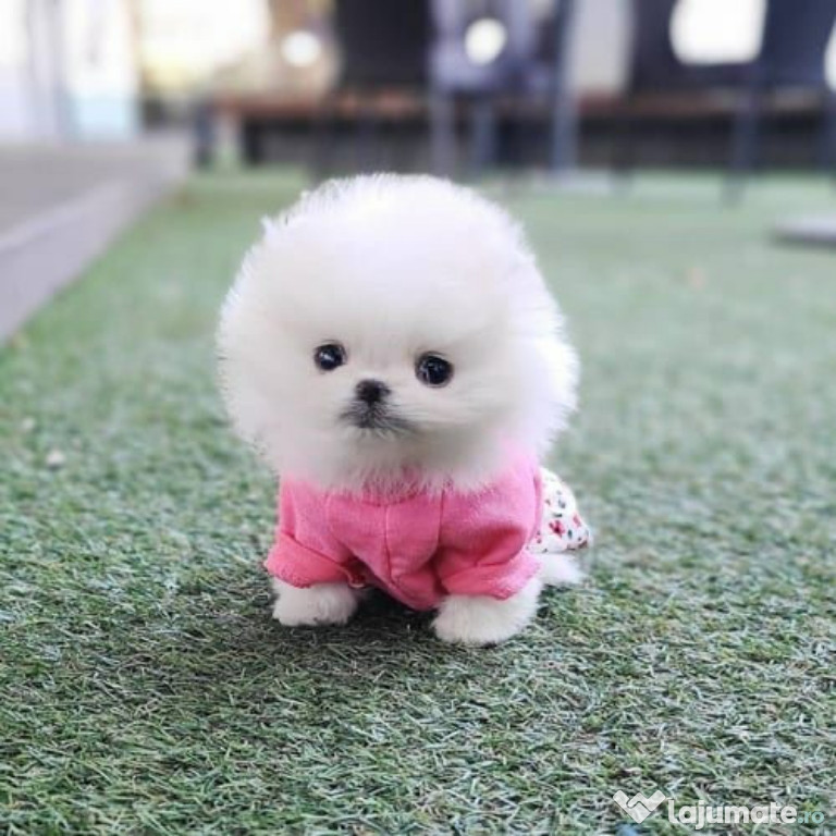 Pomeranian puppy boo