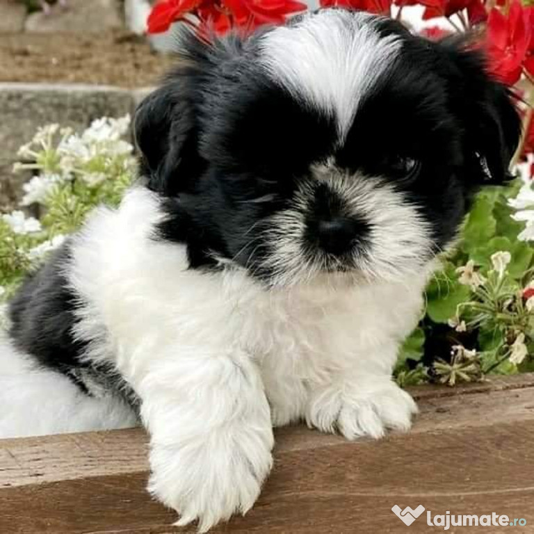 Shih-tzu talie mica