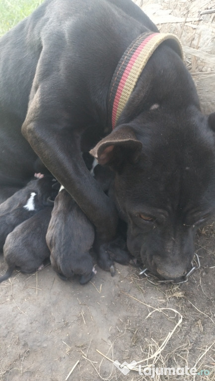 Amstaff de vânzare