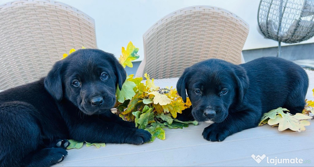 Disponibili pui labrador