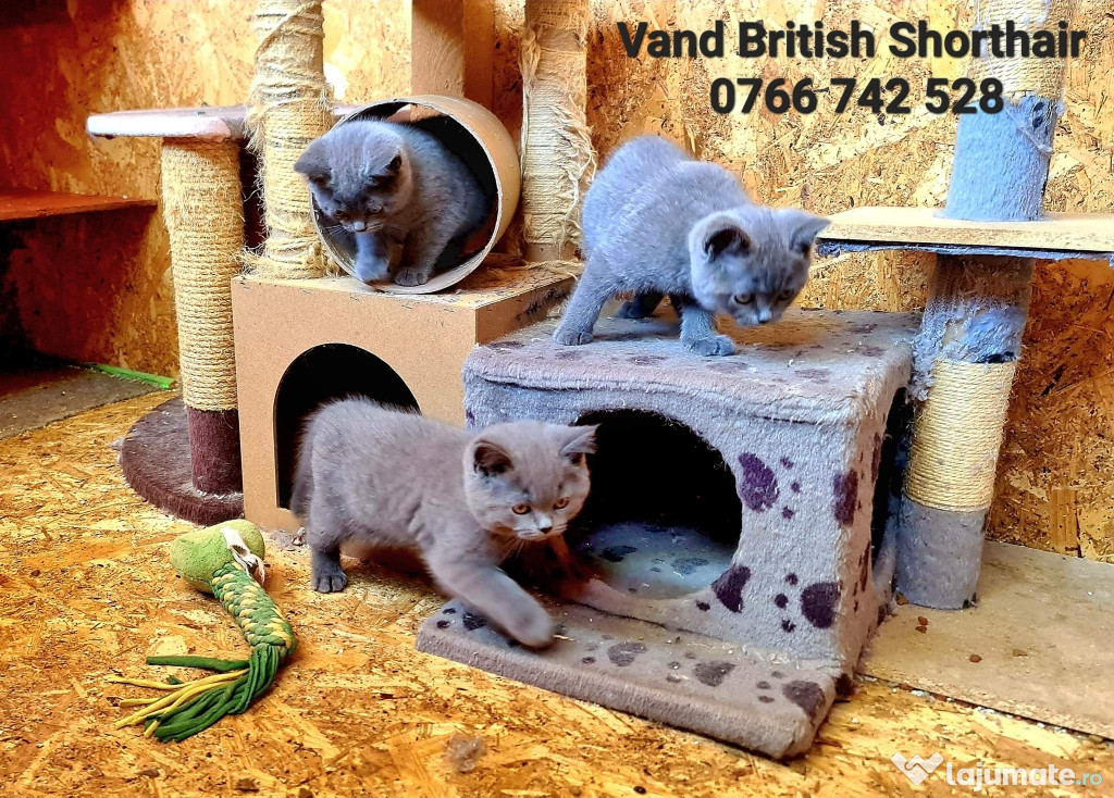 Vand British Shorthair