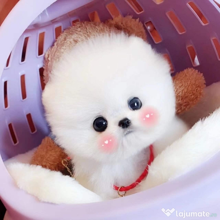 Pomeranian teacup