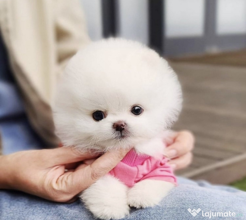 Pomeranian mini puppy