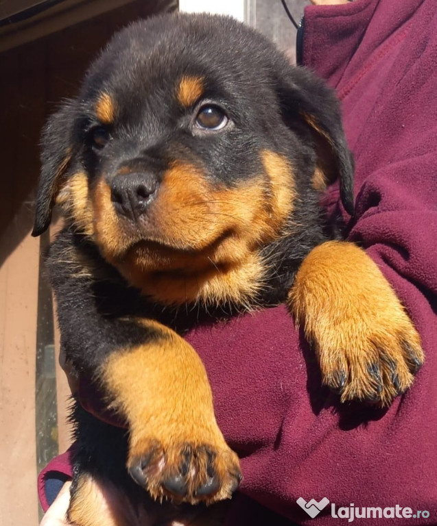 Pui Rottweiler talie înaltă!