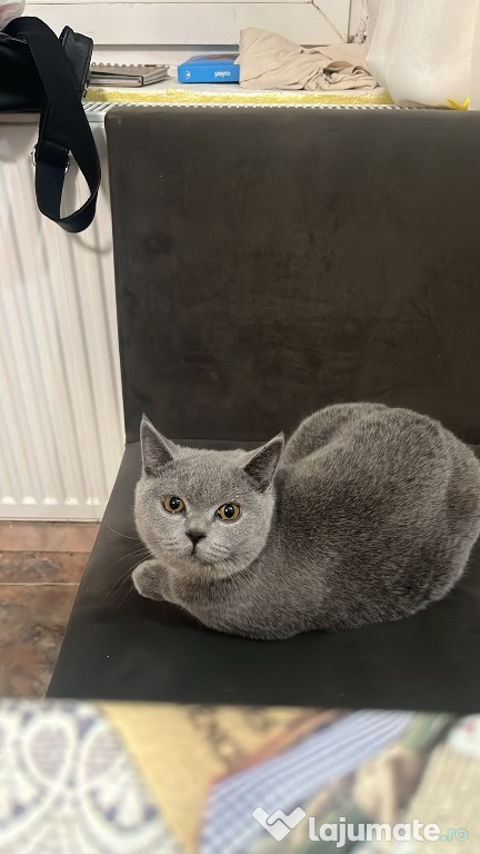 British Shorthair Blue