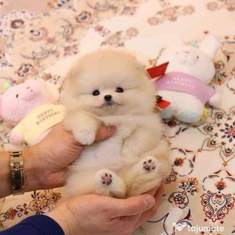 Pomeranian mini boo