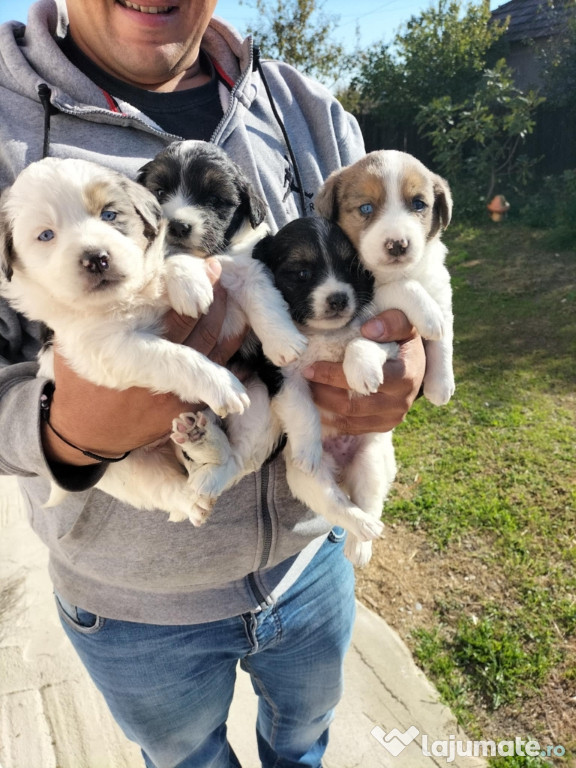 Pui de rasă Border collie 6 săptămâni