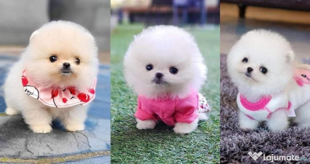 Pomeranian mini Ursuleț