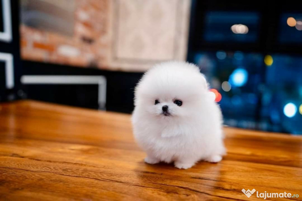 Pomeranian puppy mini asigur transport