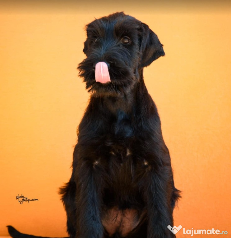 Câini Schnauzer Gigant Negri