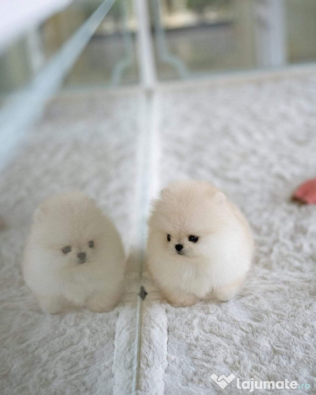 Pomeranian mini ursulet