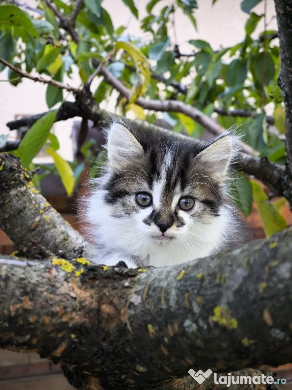 Pui pisica Metis Scottish Fold foarte frumosi si jucăuși