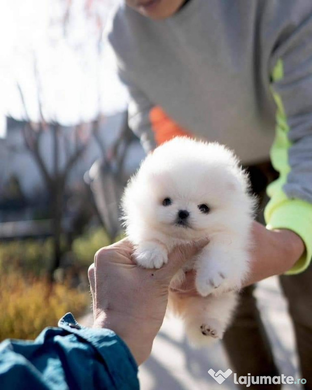 Pomeranian toy boo