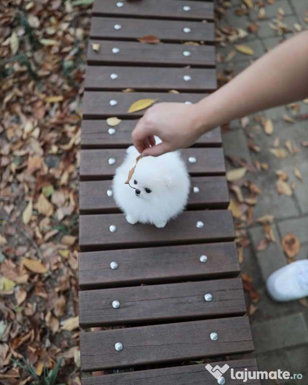 Pomeranian mini teacup