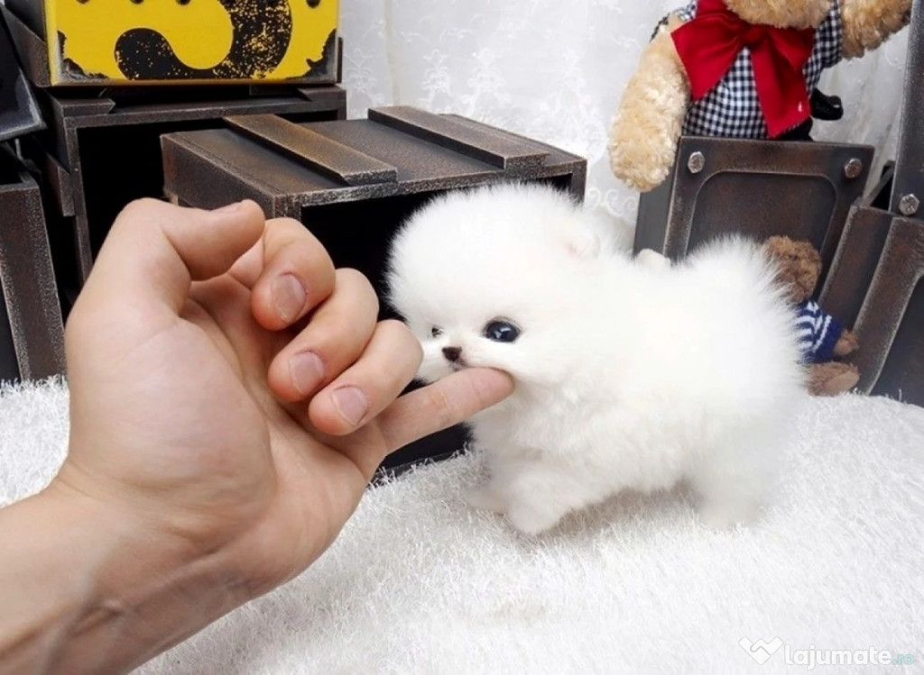 Pomeranian boo mini toy