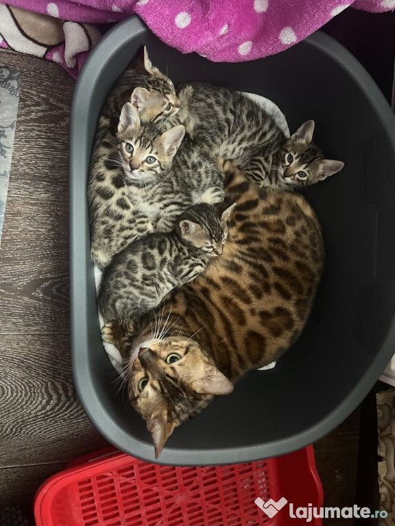 Bengal pui superbi