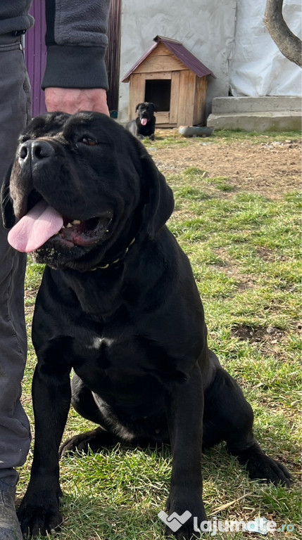 Vând Cane Corso original