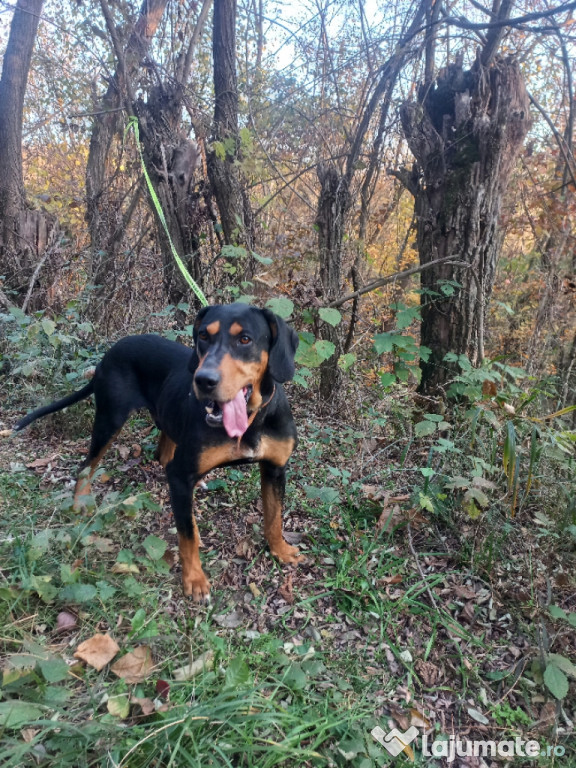 Câine de vânătoare copoi ardelenesc