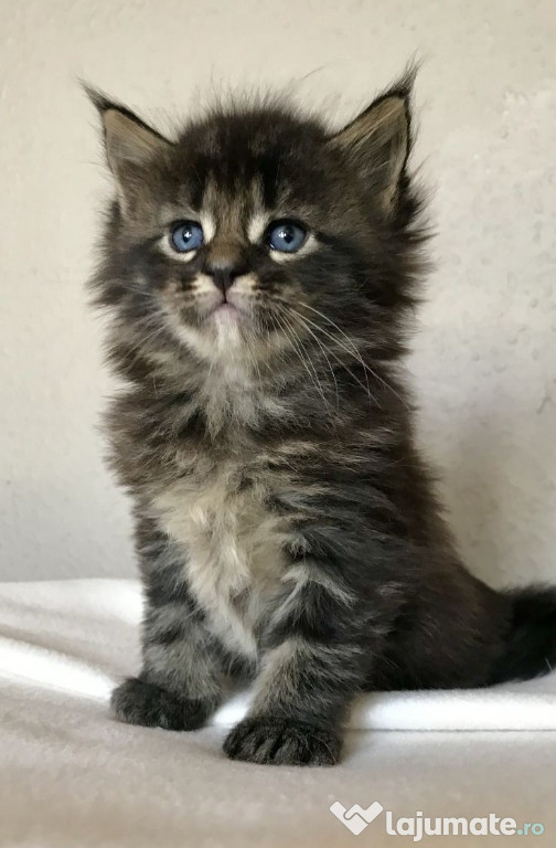 Puișori Maine Coon