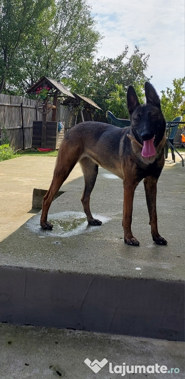 Femelă Ciobănesc belgian malinois