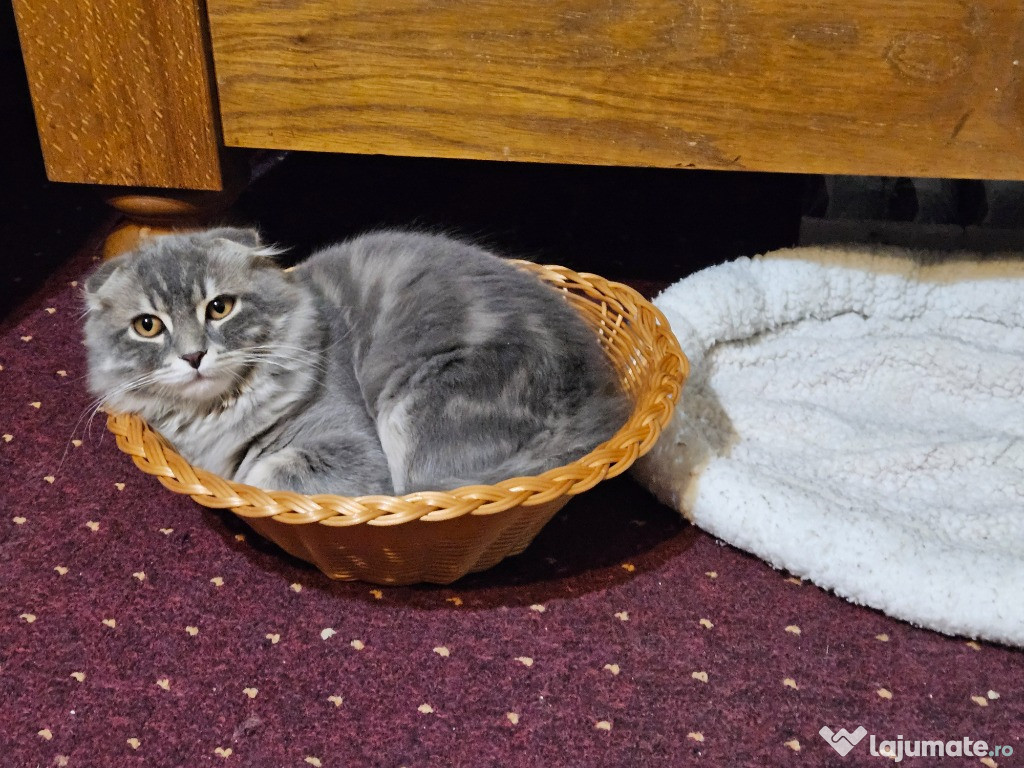 Scottish fold silver tabby