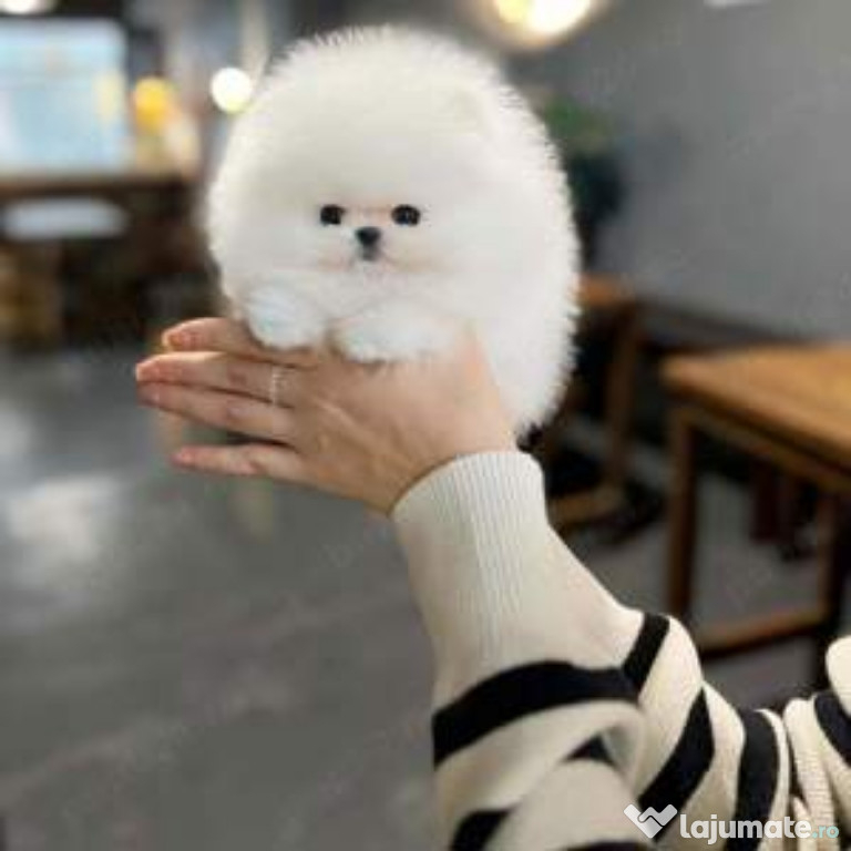 Pomeranian mini puppy