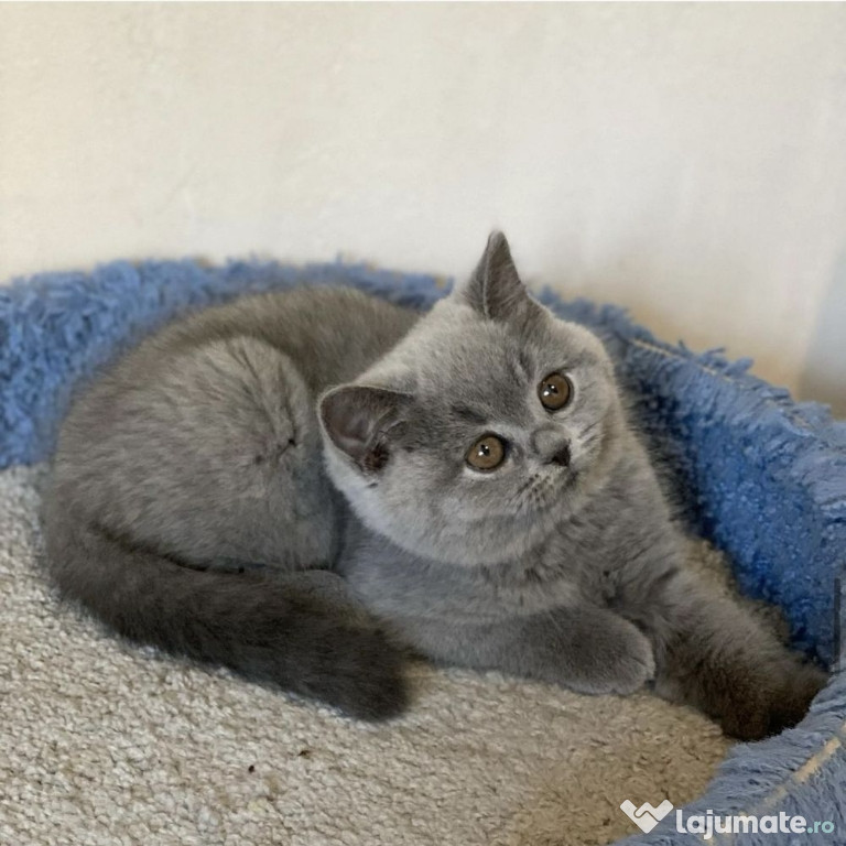 British shorthair pisoiași