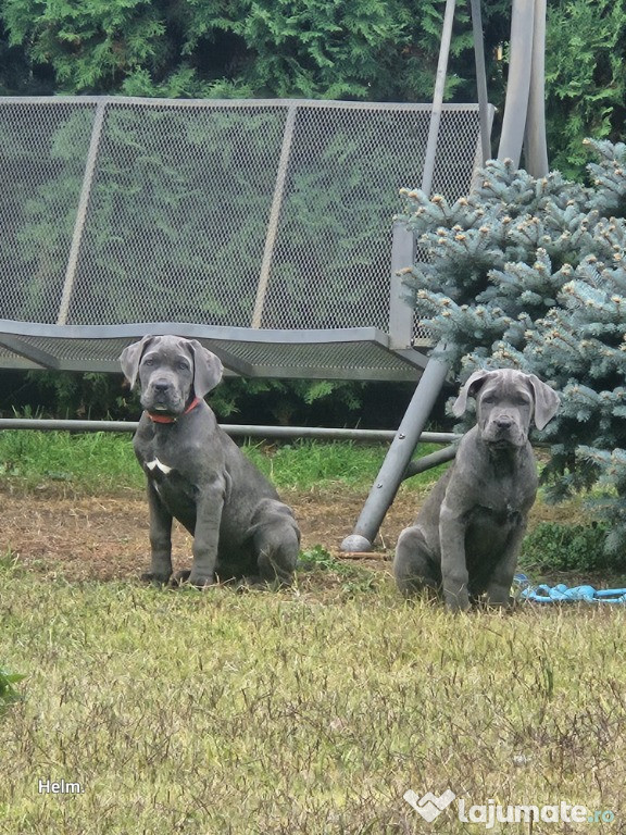 Vând Pui Cane Corso