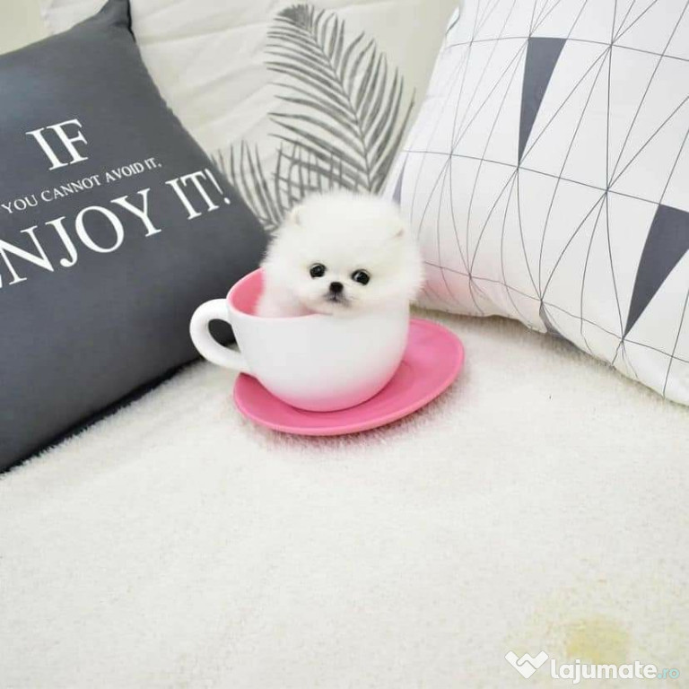 Pomeranian puppy teeacup mini boo