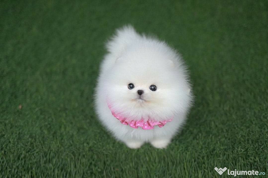 Pomeranian puppy teeacup mini