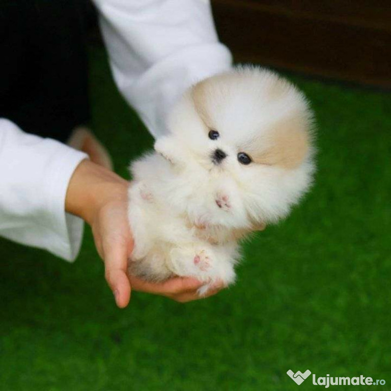 Pomeranian boo puppyas mino