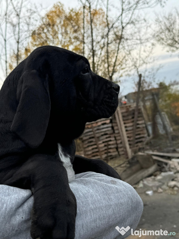 Masculi Cane Corso