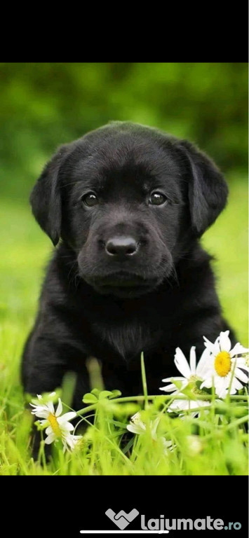 Labrador retriever negru!