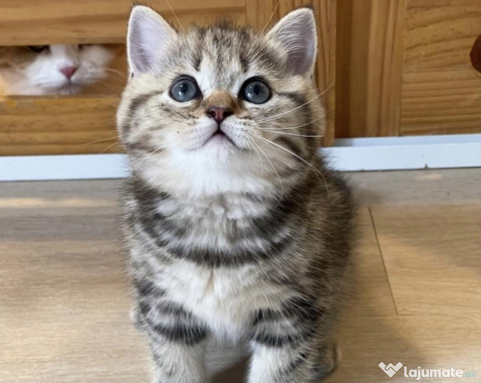 British shorthair pui