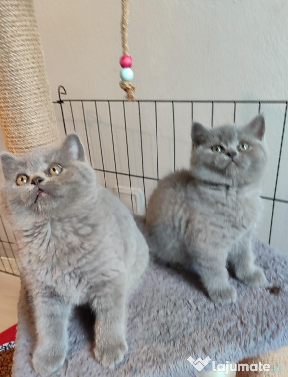 British shorthair băieței și fetițe