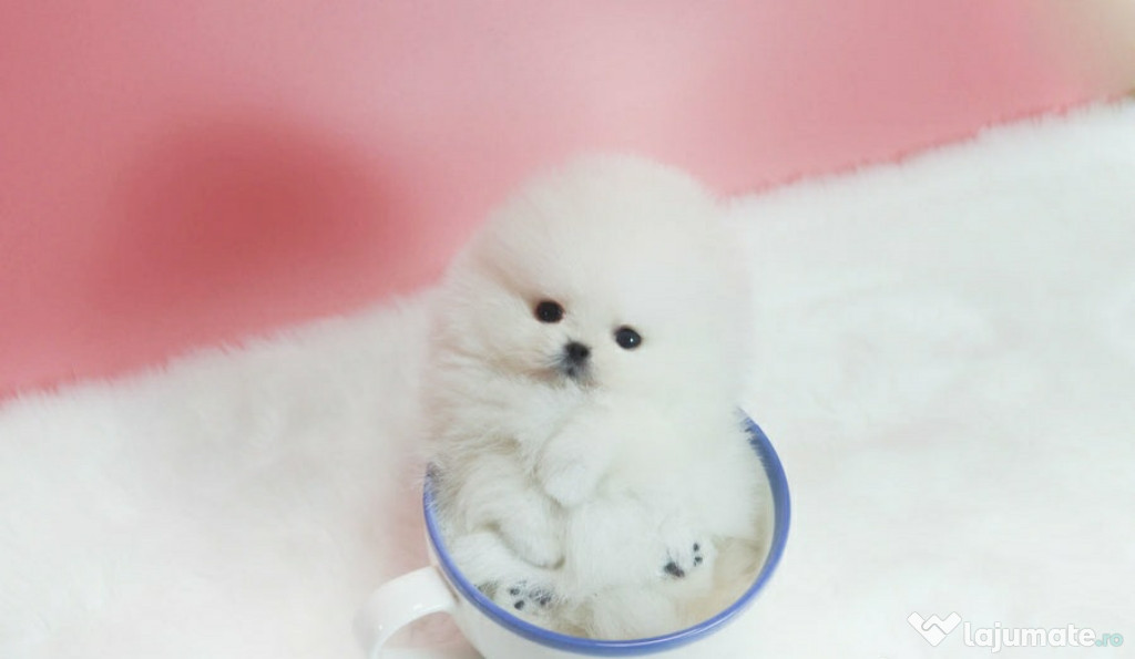 Pomeranian mini boo exemple superbe