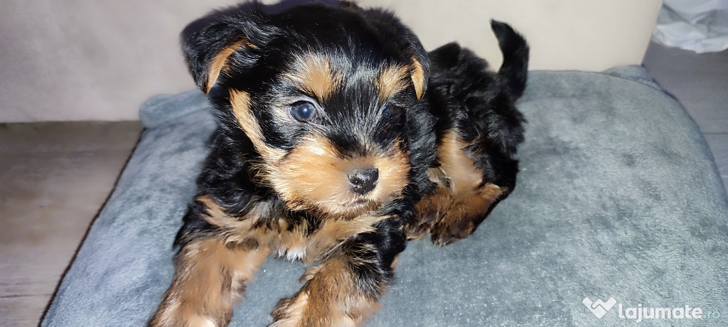 Yorkshire terrier mini toy